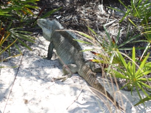 Little Water Cay: A Visit with Turks and Caicos' Rock Iguanas